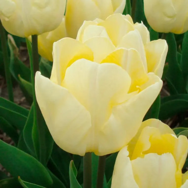Tulipe 'Sunny Prince' - Tulipa | Achat direct au producteur