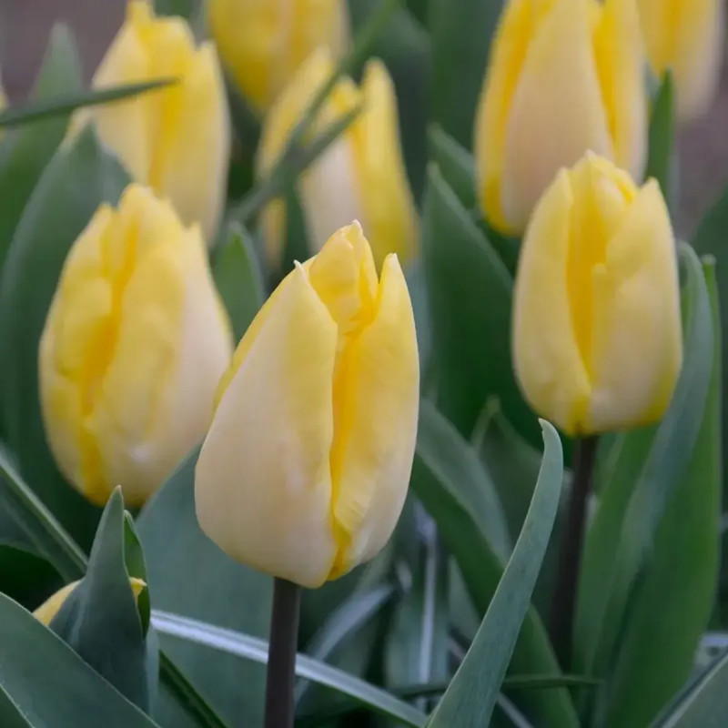 Tulipe 'Sunny Prince' - Tulipa | Achat direct au producteur
