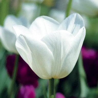 Tulipe simple hâtive 'White Marvel' - Tulipa | Achat direct au producteur