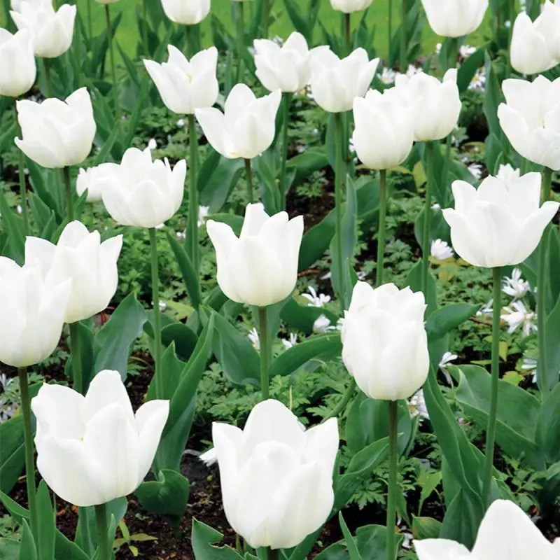 Tulipe simple hâtive 'White Marvel' - Tulipa | Achat direct au producteur