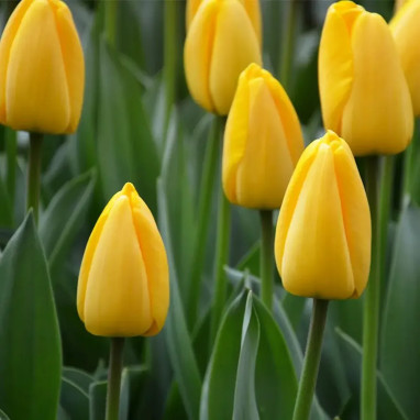 Tulipe simple tardive 'Big Smile' - Tulipa | Achat producteur