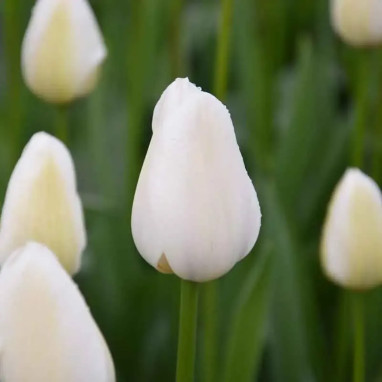 Tulipe Simple Tardive 'Clearwater' - Tulipa | Achat producteur