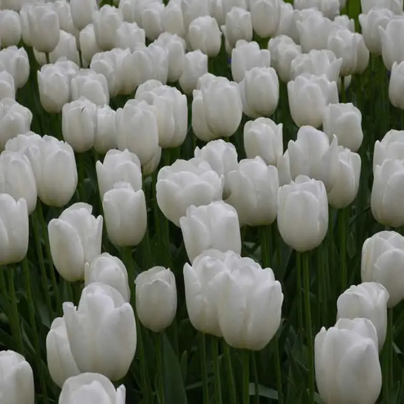 Tulipe Simple Tardive 'Clearwater' - Tulipa | Achat producteur