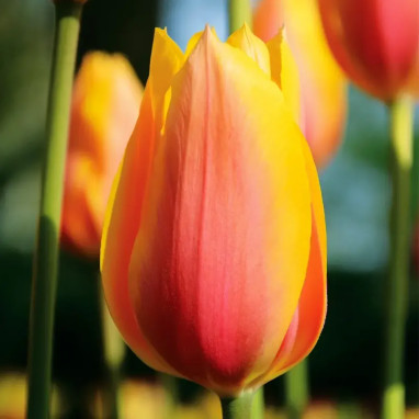 Tulipe 'Blushing Lady' - Tulipa | Achat direct au producteur