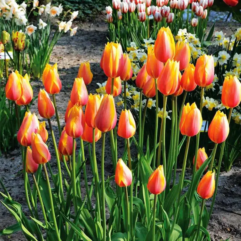 Tulipe 'Blushing Lady' - Tulipa | Achat direct au producteur