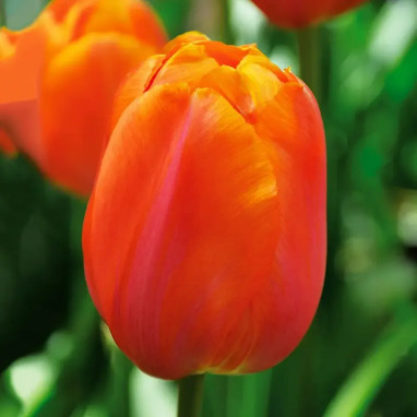 Tulipe Simple Tardive 'Dordogne' - Tulipa | Achat direct au producteur