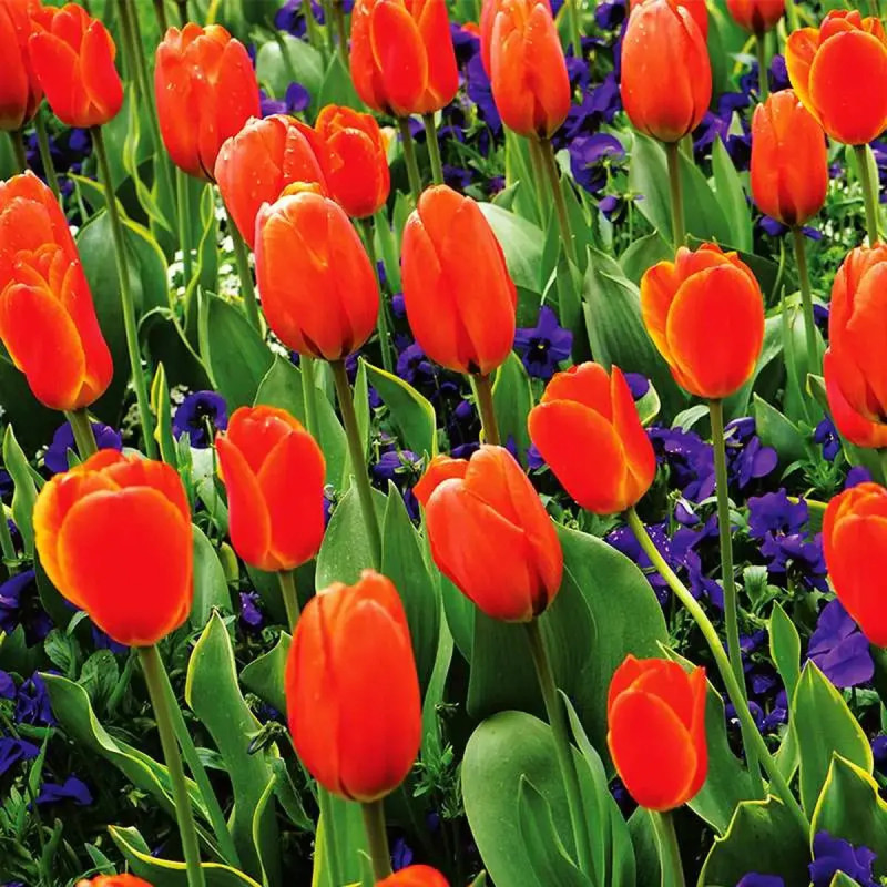 Tulipe Simple Tardive 'Dordogne' - Tulipa | Achat direct au producteur