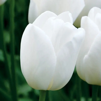 Tulipe Simple Tardive 'Maureen' - Tulipa | Achat direct au producteur