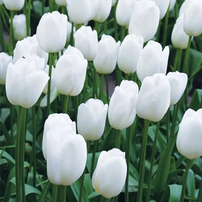 Tulipe Simple Tardive 'Maureen' - Tulipa | Achat direct au producteur