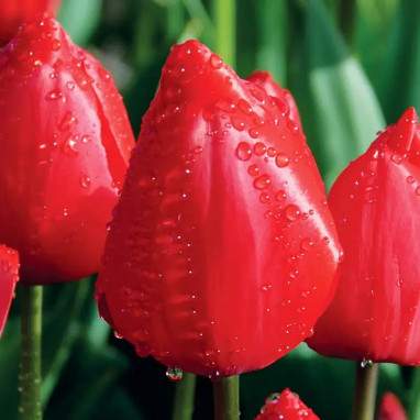 Tulipe simple tardive 'Kingsblood' - Tulipa | Achat producteur