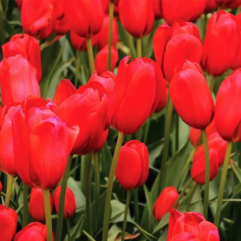 Tulipe simple tardive 'Kingsblood' - Tulipa | Achat producteur