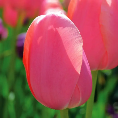 Tulipe 'Menton' - Tulipa | Achat direct au producteur