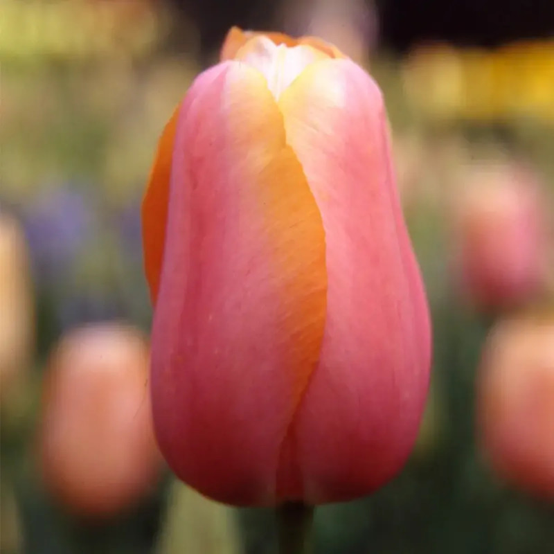 Tulipe 'Menton' - Tulipa | Achat direct au producteur
