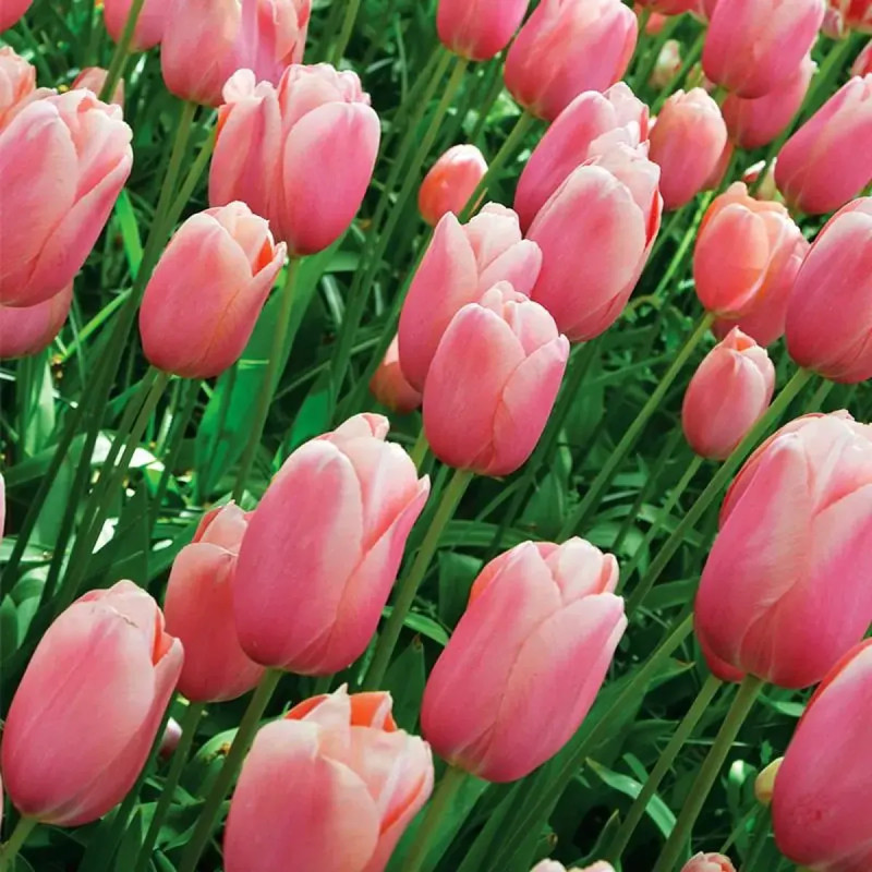 Tulipe 'Menton' - Tulipa | Achat direct au producteur