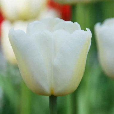 Tulipe Triomphe 'Antartica' - Tulipa | Achat direct au producteur