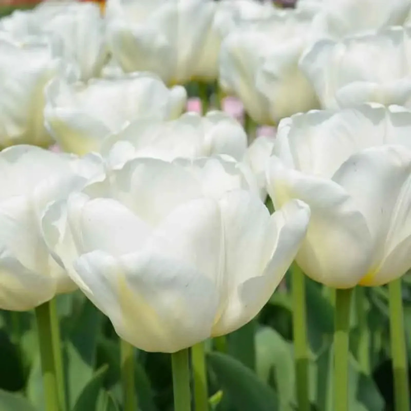 Tulipe Triomphe 'Antartica' - Tulipa | Achat direct au producteur