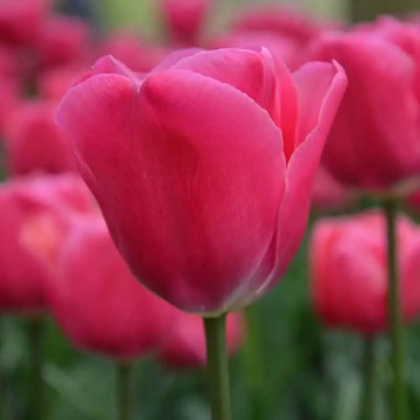 Tulipe Triomphe 'Carola' - Tulipa | Achat direct au producteur