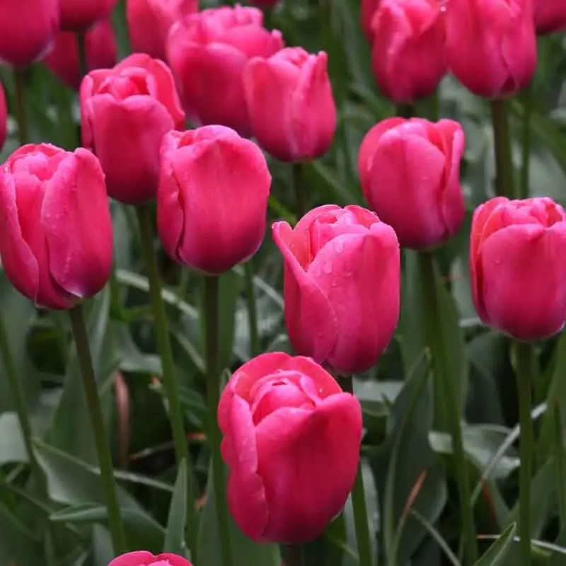 Tulipe Triomphe 'Carola' - Tulipa | Achat direct au producteur