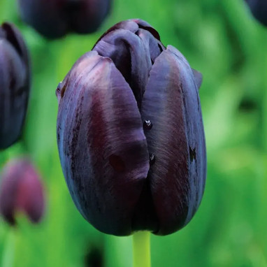Tulipe 'Reine de la Nuit' - Tulipa | Achat direct au producteur