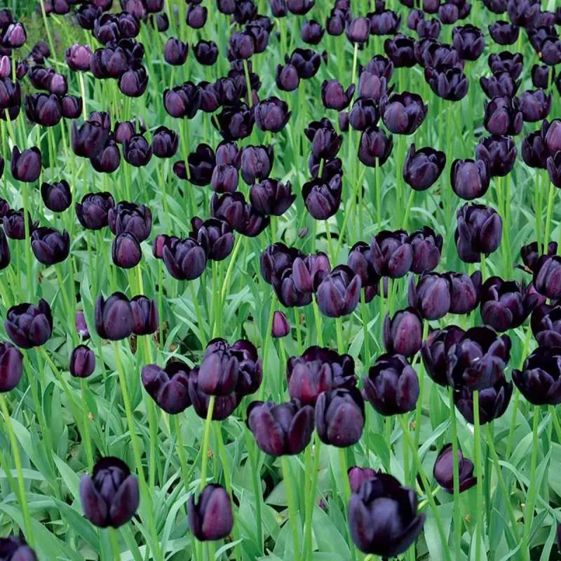 Tulipe 'Reine de la Nuit' - Tulipa | Achat direct au producteur