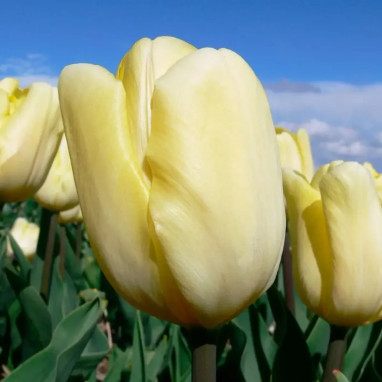 Tulipe Triomphe 'Cream Flag' - Tulipa | Achat direct au producteur