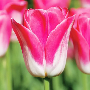 Tulipe Triomphe 'Dynasty' - Tulipa | Achat direct au producteur
