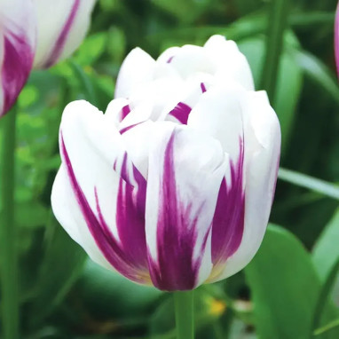 Tulipe Triomphe 'Flaming Flag' - Tulipa | Achat direct au producteur