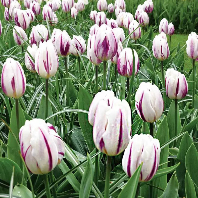 Tulipe Triomphe 'Flaming Flag' - Tulipa | Achat direct au producteur