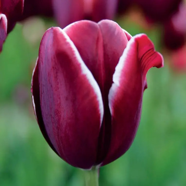 Tulipe Triomphe Fontainebleau - Tulipa | Achat direct au producteur