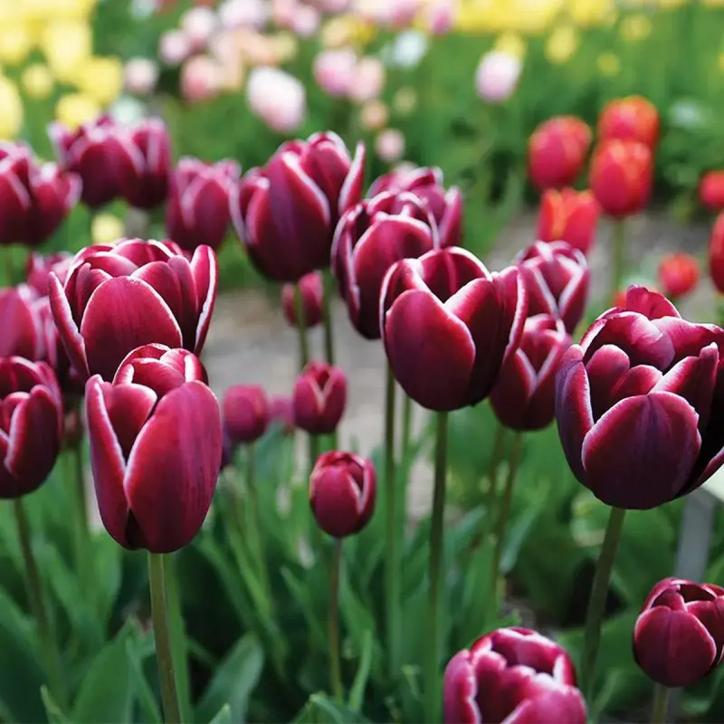 Tulipe Triomphe Fontainebleau - Tulipa | Achat direct au producteur