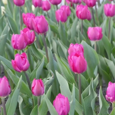 Tulipe Triomphe 'Gomera' - Tulipa | Achat direct au producteur
