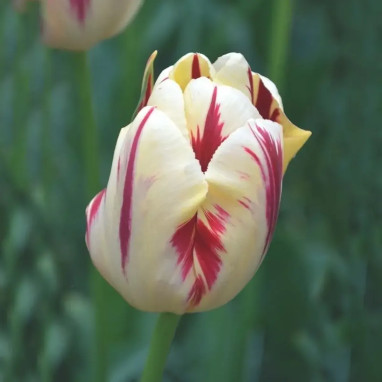Tulipe Triomphe Grand Perfection - Tulipa | Achat producteur