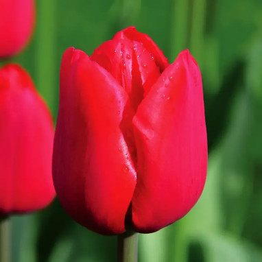 Tulipe Triomphe Ile De France