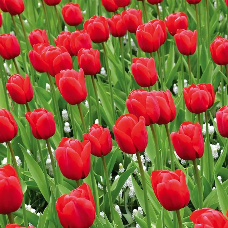Tulipe Triomphe 'Île de France' - Tulipa | Achat direct au producteur