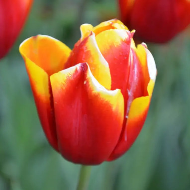 Tulipe Triomphe 'Jan Seignette' - Tulipa | Achat direct au producteur