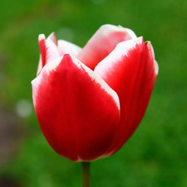 Tulipe Triomphe 'Leen Van Der Mark' - Tulipa | Achat producteur