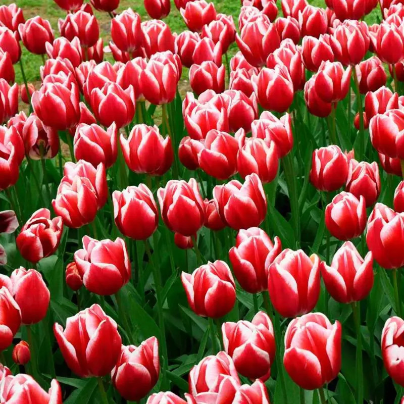 Tulipe Triomphe 'Leen Van Der Mark' - Tulipa | Achat producteur