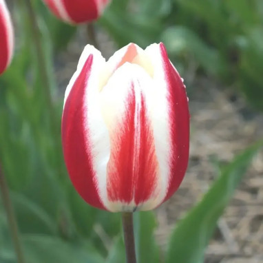 Tulipe Triomphe 'Spring Surprise' - Tulipa | Achat direct au producteur
