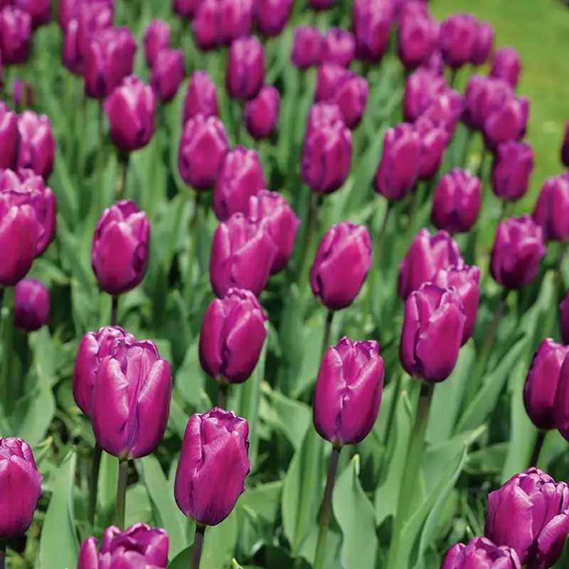 Tulipe Triomphe 'Purple Flag' - Tulipa | Achat direct au producteur