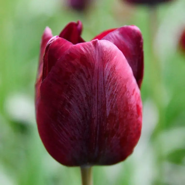 Tulipe Triomphe 'Ronaldo' - Tulipa | Achat direct au producteur