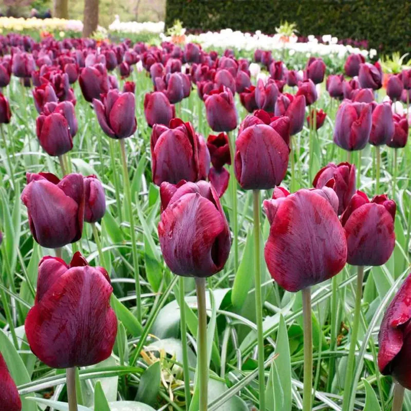 Tulipe Triomphe 'Ronaldo' - Tulipa | Achat direct au producteur