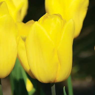 Tulipe Triomphe 'Strong Gold' - Tulipa | Achat direct au producteur