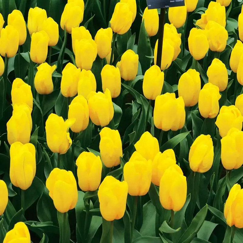 Tulipe Triomphe 'Strong Gold' - Tulipa | Achat direct au producteur