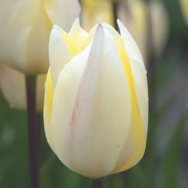Tulipe Triomphe 'Yellow Surprise' - Tulipa | Achat direct au producteur