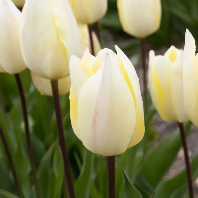 Tulipe Triomphe 'Yellow Surprise' - Tulipa | Achat direct au producteur