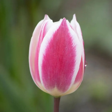 Tulipe Triomphe 'Early Surprise' - Tulipa | Achat direct au producteur