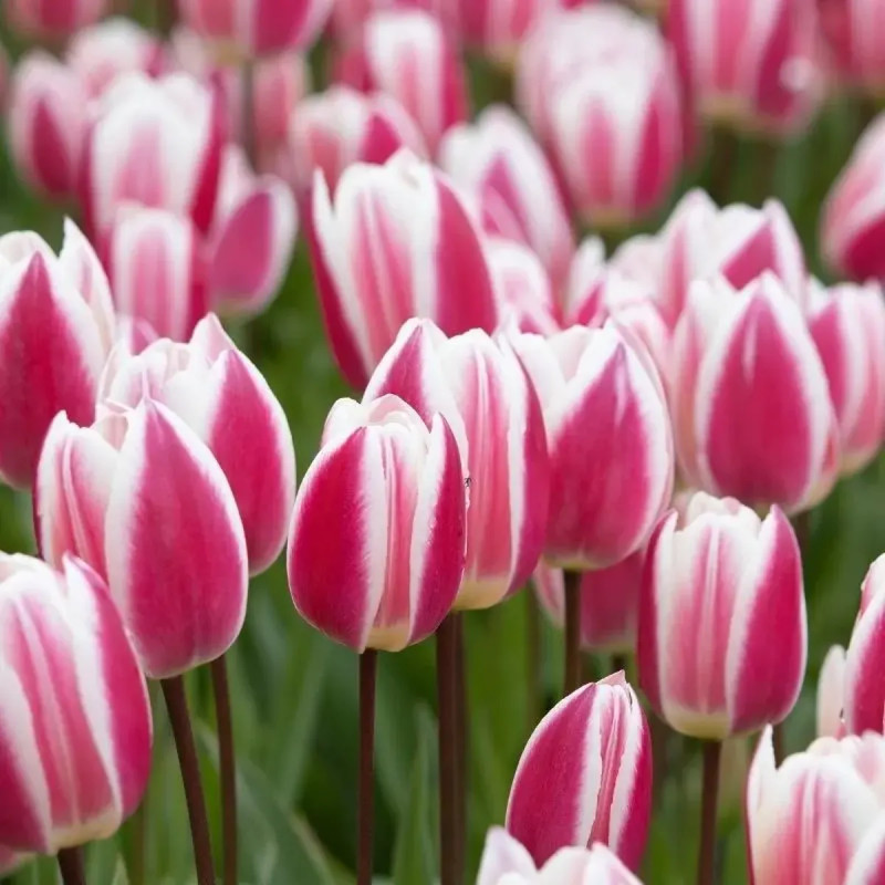 Tulipe Triomphe 'Early Surprise' - Tulipa | Achat direct au producteur