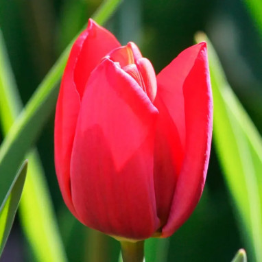 Tulipe Triomphe 'Bastogne' - Tulipa | Achat direct au producteur