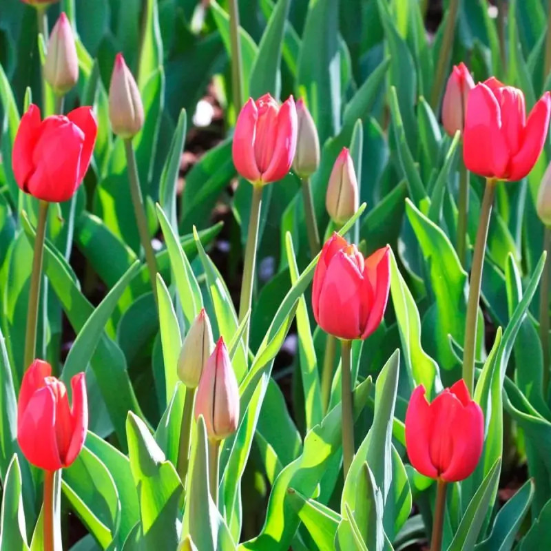 Tulipe Triomphe 'Bastogne' - Tulipa | Achat direct au producteur