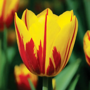 Tulipe Triomphe 'Washington' - Tulipa | Achat direct au producteur